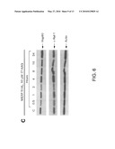 USE OF PLASMA HSP90 RELATED TO MALIGNANCY diagram and image