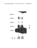 PYROPHOSPHOROLYSIS ACTIVATED POLYMERIZATION (PAP) diagram and image