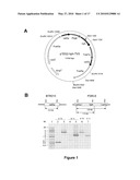 HOSTS AND FERMENTATION PROCESSES FOR CELLULASE PRODUCTION diagram and image