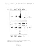 HEPATITIS C VIRUS VACCINE diagram and image