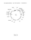 HEPATITIS C VIRUS VACCINE diagram and image