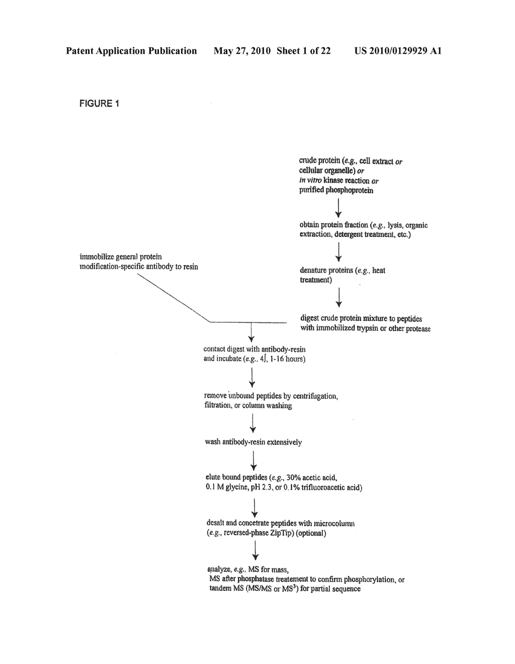 Tyrosine Phosphorylation Sites - diagram, schematic, and image 02