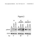 TREATMENT OF MYELOPROLIFERATIVE DISORDERS WITH ADAPTOR PROTEIN LNK diagram and image