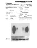 METHODS OF TREATING CANCER USING siRNA MOLECULES DIRECTED AGAINST CD24 diagram and image