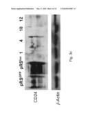 METHODS OF TREATING CANCER USING siRNA MOLECULES DIRECTED AGAINST CD24 diagram and image