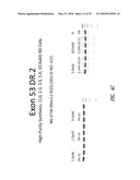 MULTIPLE EXON SKIPPING COMPOSITIONS FOR DMD diagram and image