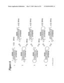 RNA Interference Mediated Inhibition of GRB2 Associated Binding Protein (GAB2) Gene Expression Using Short Interfering Nucleic Acid (siNA) diagram and image