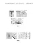 CNS GENE DELIVERY USING PERIPHERAL ADMINISTRATION OF AAV VECTORS diagram and image