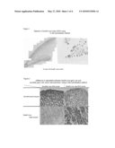 Germ Cell Marker Using Fish Vasa Gene diagram and image