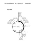 AGROBACTERIUM-MEDIATED METHOD FOR PRODUCING TRANSFORMED PLANT WITHOUT SELECTION STEP diagram and image