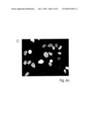 ANALYSIS AND CLASSIFICATION, IN PARTICULAR OF BIOLOGICAL OR BIOCHEMICAL OBJECTS, ON THE BASIS OF TIME-LAPSE IMAGES, APPLICABLE IN CYTOMETRIC TIME-LAPSE CELL ANALYSIS IN IMAGE-BASED CYTOMETRY diagram and image