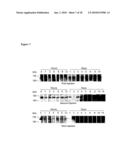 USE OF THE ENDOGLYCOSIDASE ENDOS FOR TREATING IMMUNOGLOBULIN G MEDIATED DISEASES diagram and image