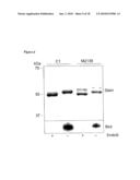 USE OF THE ENDOGLYCOSIDASE ENDOS FOR TREATING IMMUNOGLOBULIN G MEDIATED DISEASES diagram and image