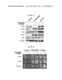 ANTI-CXCR1 COMPOSITIONS AND METHODS diagram and image