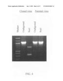 RECOMBINANT NORTH AMERICAN TYPE 1 PORCINE REPRODUCTIVE AND RESPIRATORY SYNDROME VIRUS AND METHODS OF USE diagram and image