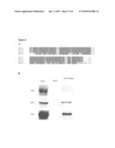 DISHEVELED PDZ MODULATORS diagram and image