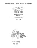 SYSTEMS AND METHODS FOR ISOLATING AND USING CLINICALLY SAFE ADIPOSE DERIVED REGENERATIVE CELLS diagram and image