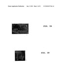 Method of Screening Antibacterial Drug Compounds diagram and image