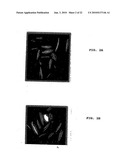 Method of Screening Antibacterial Drug Compounds diagram and image