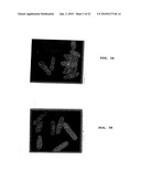 Method of Screening Antibacterial Drug Compounds diagram and image