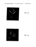 Method of Screening Antibacterial Drug Compounds diagram and image