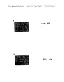 Method of Screening Antibacterial Drug Compounds diagram and image