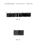 Method of Screening Antibacterial Drug Compounds diagram and image