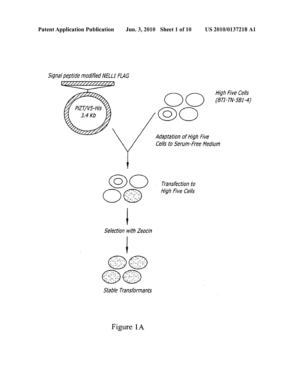 Expression System of NELL Peptide - diagram, schematic, and image 02