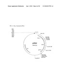 Methods and materials for the production of D-lactic acid in yeast diagram and image