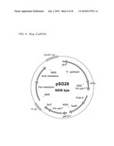 Methods and materials for the production of D-lactic acid in yeast diagram and image