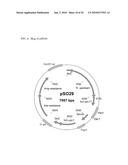 Methods and materials for the production of D-lactic acid in yeast diagram and image