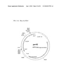 Methods and materials for the production of D-lactic acid in yeast diagram and image