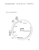 Methods and materials for the production of D-lactic acid in yeast diagram and image