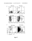 METHOD OF PRODUCING A MULTICHIMERIC MOUSE AND APPLICATIONS TO STUDY THE IMMUNOPATHOGENESIS OF HUMAN TISSUE-SPECIFIC PATHOLOGIES diagram and image