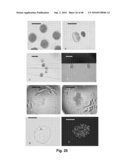 TRANSGENIC PIG AS A MODEL OF ALZHEIMER S DISEASE diagram and image