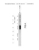 Method of Fabricating Bioinsecticide Obtained from Mammalian Galectin diagram and image