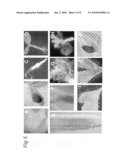 USE OF PLANT CHROMATIN REMODELING GENES FOR MODULATING PLANT ARCHITECTURE AND GROWTH diagram and image