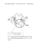 TOLL-LIKE RECEPTOR BINDING EPITOPE AND COMPOSITIONS FOR BINDING THERETO diagram and image