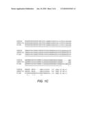 CD161 LIGAND, PILAR, FOR MODULATING ACTIVATION AND PROLIFERATION OF T CELLS diagram and image