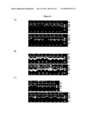 Antibodies Specific for Rubella Virus diagram and image