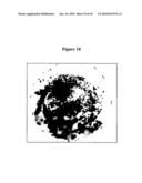 Antibodies Specific for Rubella Virus diagram and image