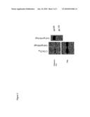METHODS OF ENHANCING PROTEIN INCORPORATION INTO VIRUS LIKE PARTICLES diagram and image