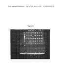 BASB027 PROTEINS AND GENES FROM MORAXELLA CATARRHALIS, ANTIGENS, ANTIBODIES, AND USES diagram and image