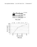 Flavivirus NS5A Proteins For the Treatment of HIV diagram and image