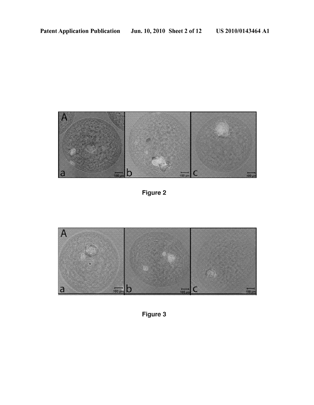 CROSS-LINKED ALGINATE-POLYALKYLENE GLYCOL POLYMER COATINGS FOR ENCAPSULATION AND METHODS OF MAKING THE SAME - diagram, schematic, and image 03