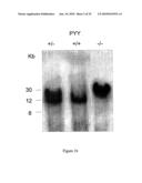 Modified animal lacking functional PYY gene, monoclonal antibodies that bind PYY isoforms and uses therefor diagram and image