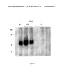 Modified animal lacking functional PYY gene, monoclonal antibodies that bind PYY isoforms and uses therefor diagram and image