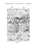 Modified animal lacking functional PYY gene, monoclonal antibodies that bind PYY isoforms and uses therefor diagram and image