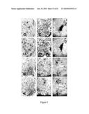 Modified animal lacking functional PYY gene, monoclonal antibodies that bind PYY isoforms and uses therefor diagram and image