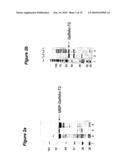 EXPRESSION OF SOLUBLE, ACTIVE EUKARYOTIC GLYCOSYLTRANSFERASES IN PROKARYOTIC ORGANISMS diagram and image